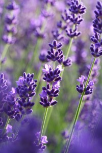 Lavendel