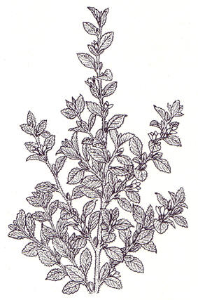 Damiana blader
