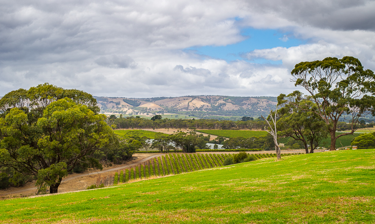 McLaren Vale Distillery, South Australia. Photo: John Krüger