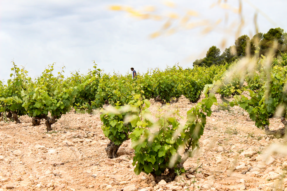 Bodegas Cerón – stille håndverk fra Spania