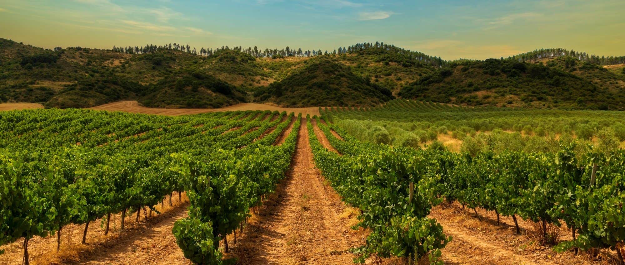 Naturvin fra Navarra: Slik fant regionen tilbake til kvalitet